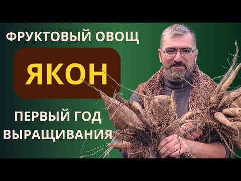 Видео: Якон выращивание, первый сезон