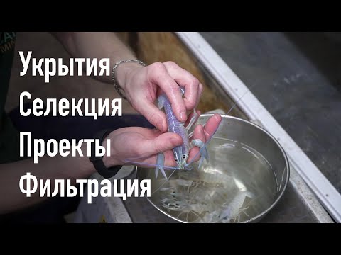 Видео: Новые укрытия для рака. Селекция. Проекты под ключ. Фильтрация.