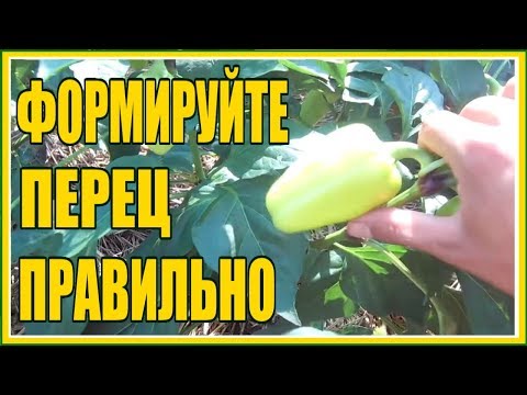 Видео: ХОЧЕШЬ МНОГО ПЕРЦА ДЕЛАЙ ТОЛЬКО ТАК! / УХОД ЗА ПЕРЦЕМ В ОТКРЫТОМ ГРУНТЕ ФОРМИРОВКА ПОДКОРМКИ ПОЛИВ