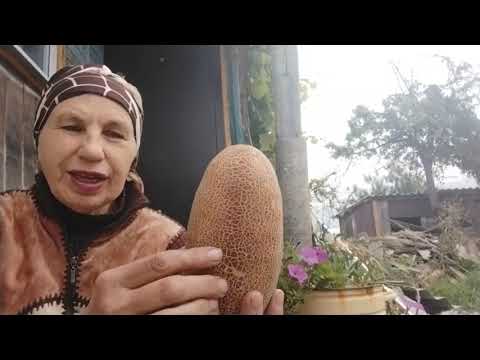 Видео: Собрала семена огурцов , как учила соседская бабушка.