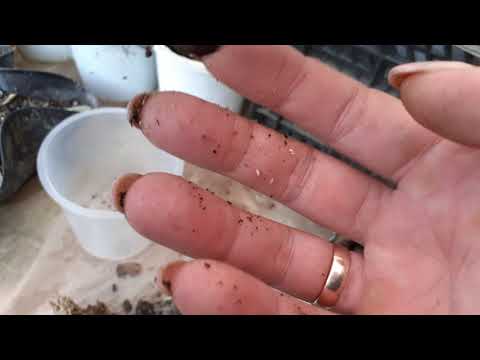 Видео: Камбрия как нарастить корни