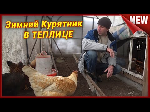 Видео: Зимний курятник без отопления.  Зимнее содержание птицы в теплице. Куры в зимней теплице.