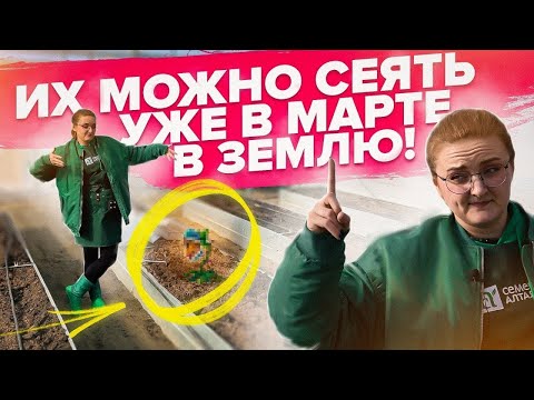 Видео: ЧТО ПОСЕЯТЬ В ТЕПЛИЦУ СЕЙЧАС? Самые холодостойкие растения!