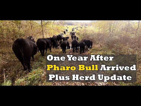 Видео: Спустя год после прибытия быка Фаро и обновления по стаду коров и телят