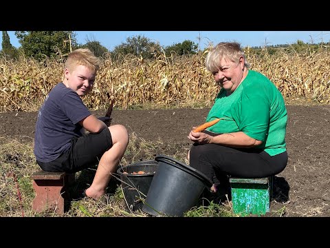 Видео: У родителей в селе! ОТК сработало на 💯 %! Рецепт вкусного блюда от Шуфрича!