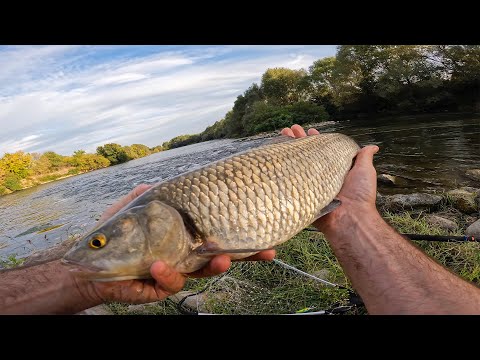 Видео: Риболов на речен кефал по река Марица.
