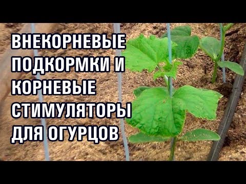 Видео: ВНЕКОРНЕВЫЕ ПОДКОРМКИ И КОРНЕВЫЕ СТИМУЛЯТОРЫ ДЛЯ ОГУРЦОВ (26-12-2018)