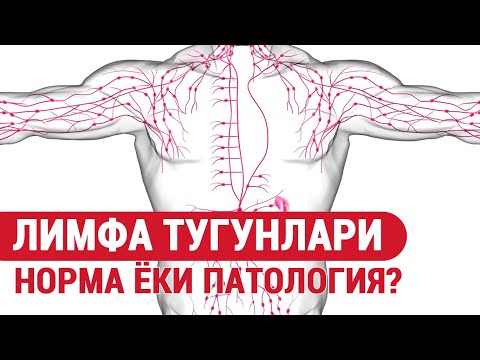 Видео: ЛИМФА ТУГУНИ: норма ёки патология?