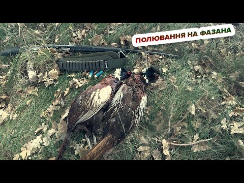 Видео: Полювання на фазана / Охота на фазана