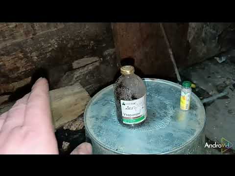 Видео: ##стимуляторы для опоросов##осеменение свиноматок в первые дни после опороса##