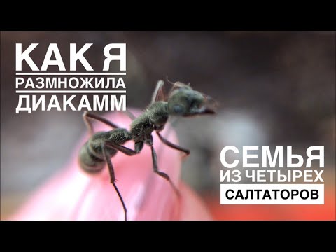 Видео: Как я размножила диакамм и эксперимент с салтаторами. #муравушка #сальтатор #диакаммы