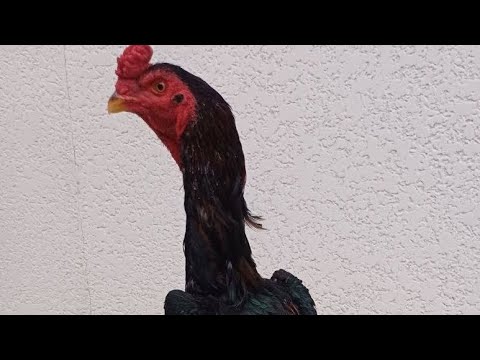 Видео: АССАЛОМУ АЛЛЕКУМ ХАММАГА ПАРВОЗЛАР УЧУН ЯНГИЛИК СИЗЛАР УЧУН УЛГУРИБ КОЛИНГ