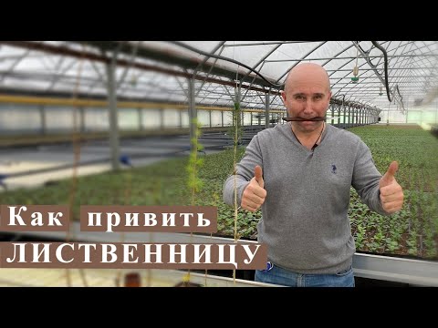 Видео: Как привить лиственницу