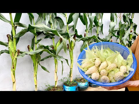 Видео: Выращивание клейкой кукурузы в пластиковых бутылках дома, высокая урожайность и простота