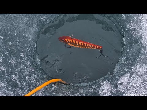 Видео: Купил новые ВИБЫ и не ожидал такого! Рыбалка на СУДАКА!