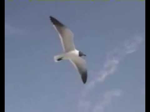 Видео: Емил Димитров- Ти Дойде