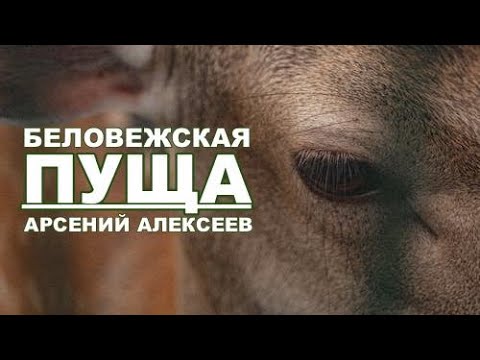 Видео: Беловежская пуща - Арсений Алексеев