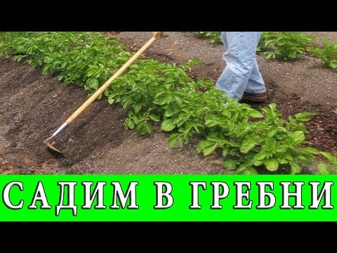 Видео: ПОСАДКА КАРТОФЕЛЯ В ГРЕБНИ