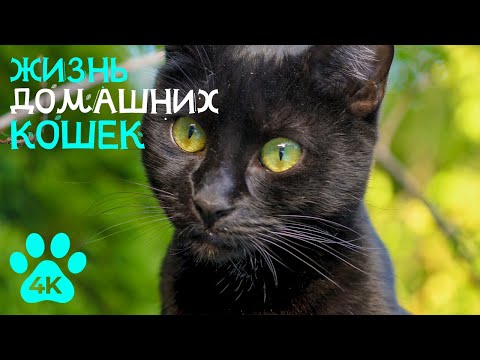 Видео: Самые милые и смешные питомцы - Жизнь кошек - Документальное видео о домашних животных