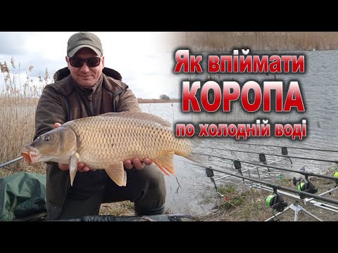 Видео: Як впіймати коропа по холодній воді? Прикормки, насадки, практика ловлі