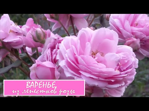 Видео: Варенье из лепестков чайной розы. Добавляем агар-агар и получаем конфитюр - отличный десерт