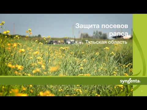 Видео: Защита посевов рапса. Часть 2. Тульская область