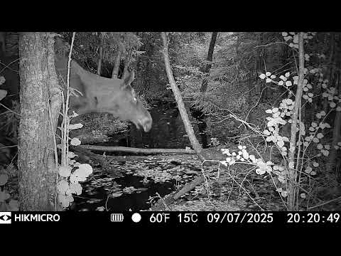 Видео: 3 лося форсируют ручей