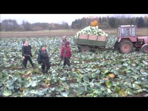 Видео: уборка капусты 2012 Беларусь