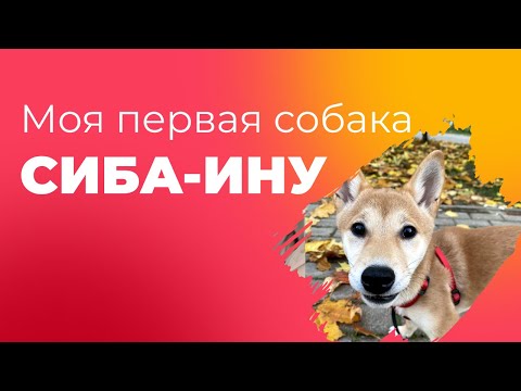 Видео: Моя первая собака Сиба-ину | Покупка и документы