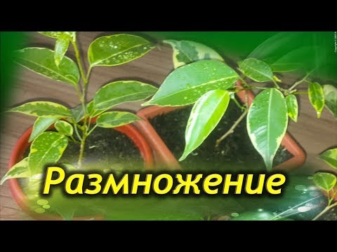 Видео: Размножаем ФИКУС  БЕНДЖАМИНА. Способы размножения фикуса.