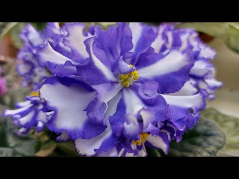 Видео: 05.09.23./НОВИНКИ/Выставка фиалок в Доме фиалок(МФ)#выставка#фиалки#домфиалки#