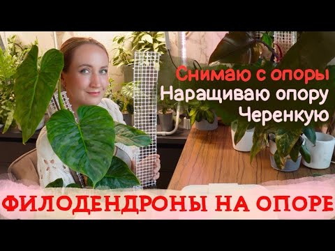 Видео: Филодендроны НА ОПОРЕ | Снимаю с опоры, черенкую и удлиняю опору