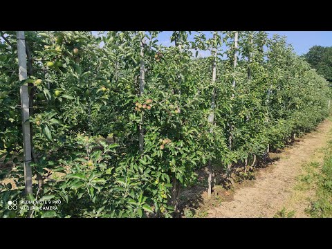 Видео: По яблуні все добре, а от на груші медяниця. (чергова обробка від медяниці)