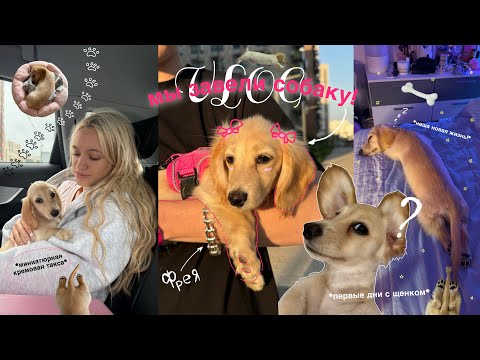 Видео: МЫ ЗАВЕЛИ СОБАКУ! Vlog первые дни с щенком | покупки и НАША НОВАЯ ЖИЗНЬ!