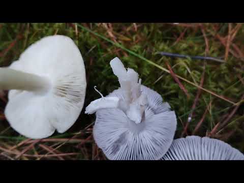 Видео: Рядовка серая и рядовка землистая (Подзеленка и мышата). 