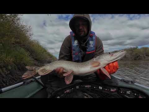 Видео: СЕКРЕТНОЕ МЕСТО РАЗДАёТ ОГРОМНЫХ ЩУК! ЧТО ЕСЛИ ПОСТАВИТЬ ЖИВЦА. 