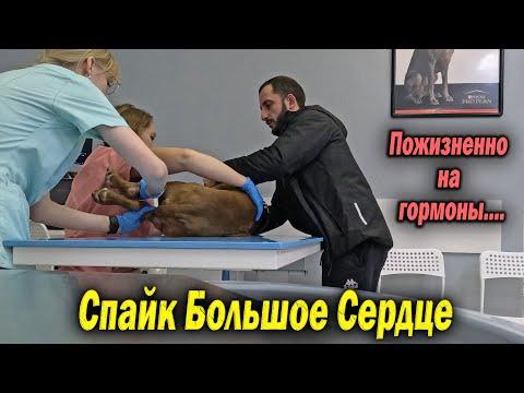 Видео: что по сердцу питбуля спайка  гормоны пожизненно