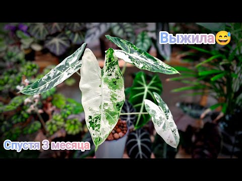 Видео: Как изменилась алоказия ФРАЙДЕК после реанимации в керамзите? Что с местом гнили и корнями?😳