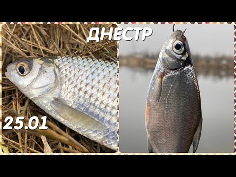 Видео: ЖОР ПЛОТВЫ НА РЕКЕ ДНЕСТР. Ловля плотвы на поплавок 25 января. Рыбалка на реке Днестр зимой