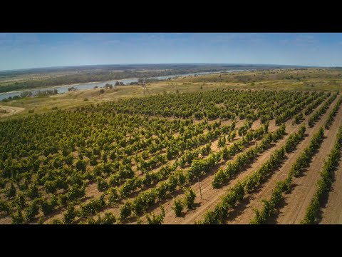 Видео: Виноградарство и виноделие Дона