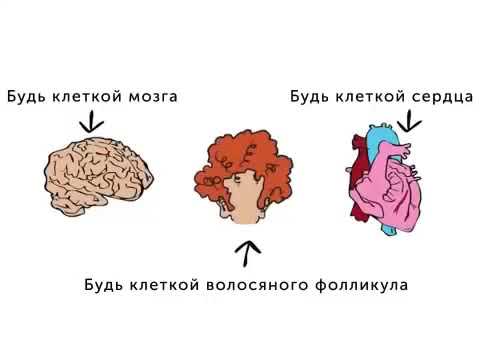 Видео: Генетика 101, 1 бөлүм Ген деген эмне?