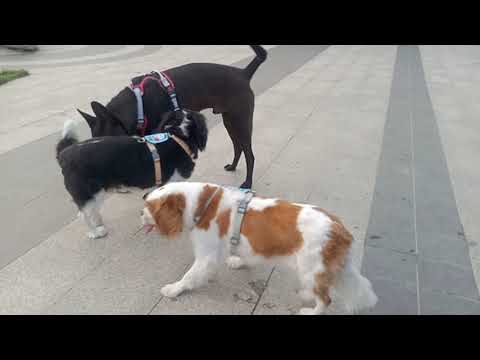 Видео: МЫ ЗДЕСЬ, В НОВОМ ПАРКЕ ДЛЯ СОБАК, У НИХ ПОЯВИЛИСЬ НОВЫЕ ДРУЗЬЯ #ofwhk