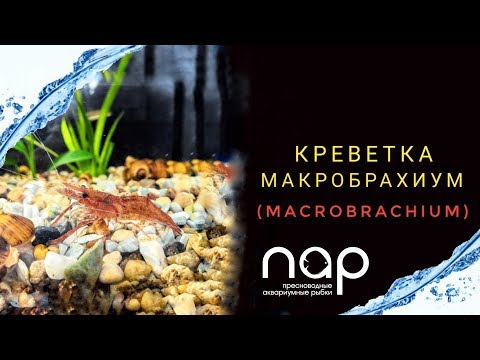 Видео: Креветки Макробрахиум.Macrobrachium