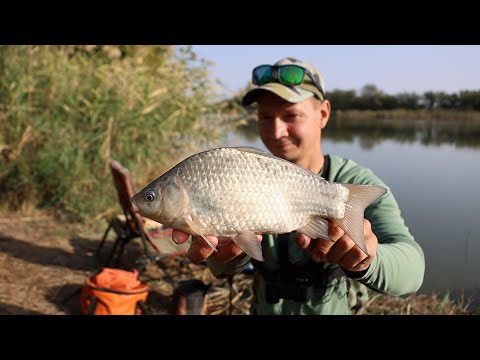 Видео: Вот это дикарь, тут есть и бонусы, рыбалка на фидерную снасть поклёвки карася крупным планом