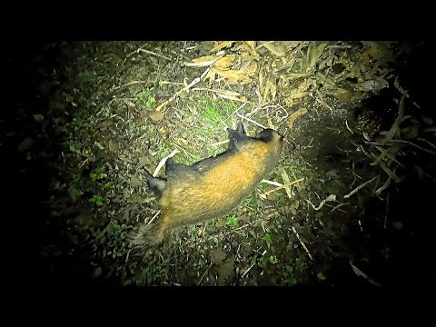 Видео: Отличная Охота на Барсука.\\ Добываю огромного самца.\\ Начало Октября.