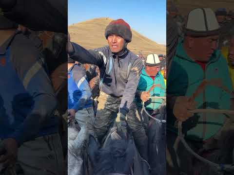 Видео: Тома балбан,Чанкеттик жигиттер ызы чуу