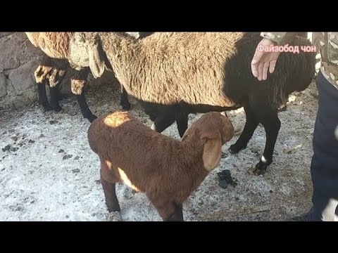 Видео: Молбозори Мискинобод 9 ноябрь бзане лайка бехтарин навор 