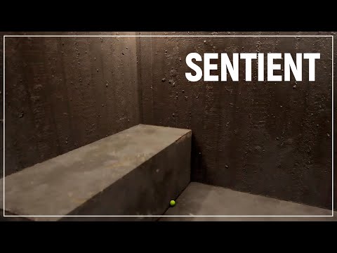 Видео: Что б*** это было?! Дайте еще | Sentient P.T.