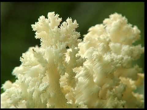 Видео: Удмуртия заповедная 35 серия. 11.11.2021