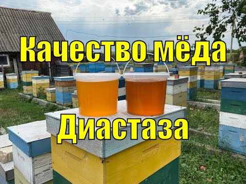 Видео: Из летнего!!! Качество меда!!! Диастаза!!!